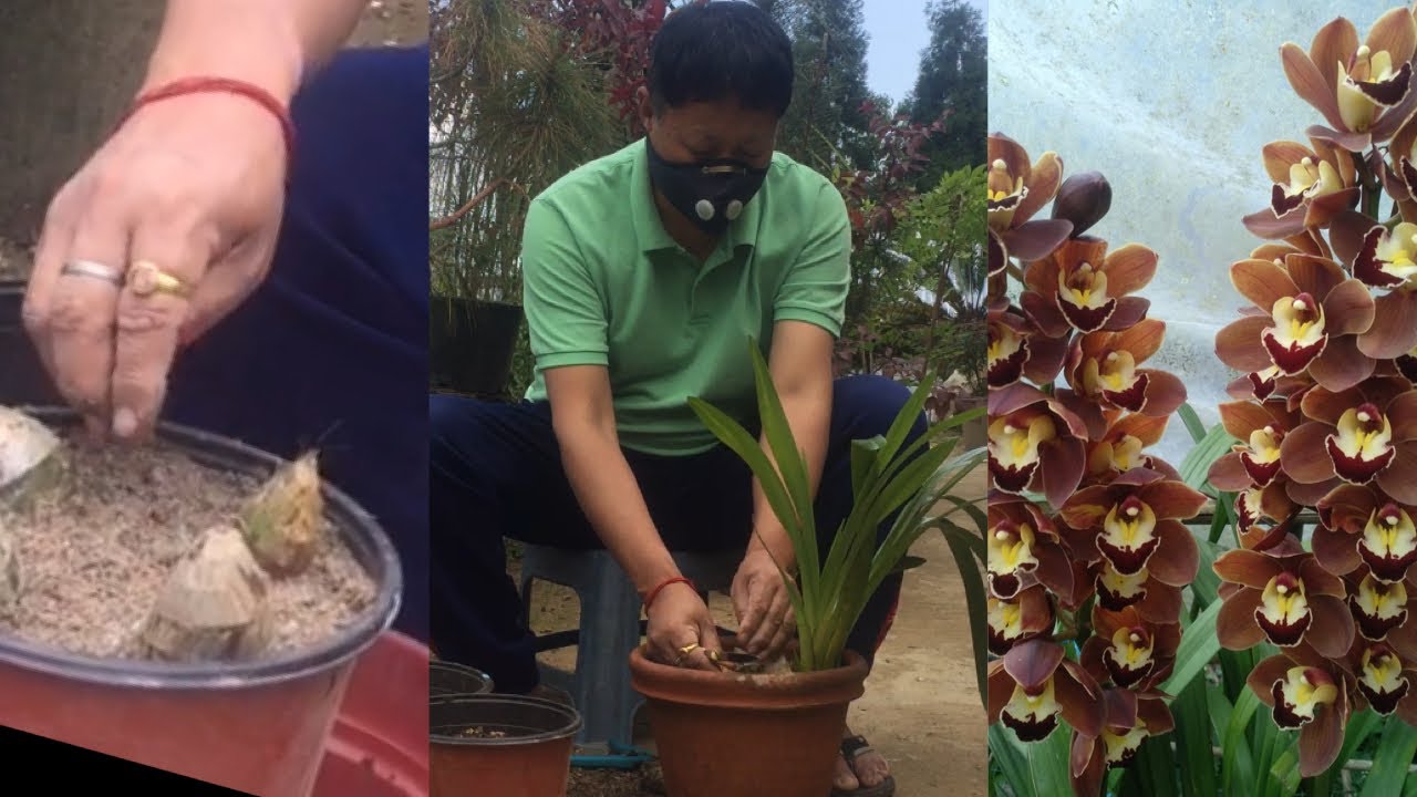 HOW TO PLANT CYMBIDIUM ORCHID FROM ITS BACK BULB, #plantcare #orchid ...