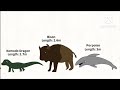 Animals Size Comparison