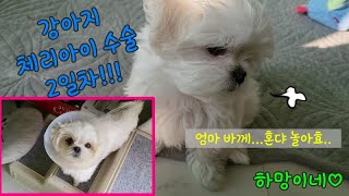 강아지 체리아이 수술 후 2일차 I 말티즈 망고 이야기 I It's the 2nd day after the surgery.