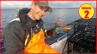 Hummerfiske 2023 Second haul of LOBSTER season in Norway FISHING with new pots