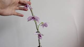 Den. Nestor(parishii x anosmum) '蓝龙'  气味芬芳的石斛兰  Fragrant Dendrobium