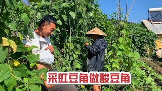 20230821-家里豆角又泛滥了，赶紧叫邻居过来采摘，夏天的蔬菜真的吃不完