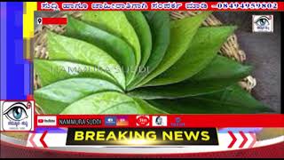 NAMMURASUDDI||ತುಂಬೆ: ಇದು ಅದ್ಭುತ ಔಷಧಗಳ ಆಗರ..! Medicinal benefits of Leucas - Tumabe herb