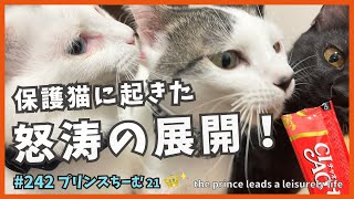 21保護した子猫が旅に出る？出ない？😊急転直下に猫たちもビックリ【プリンス】happenings that happened to kittens