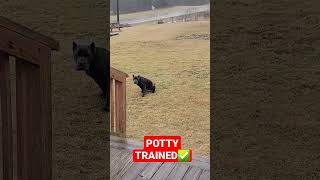 #canecorso #dog #koba #puppy #italianmastiff #pottysong #training #pottytrain #shorts #corso  #cute