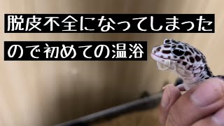 （レオパ）小雪が脱皮不全に‥