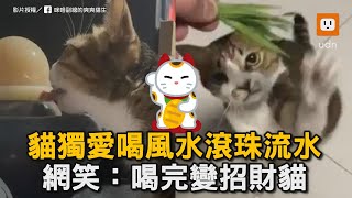 貓獨愛喝風水滾珠流水 網笑：喝完變招財貓｜寵物｜貓咪｜招財貓｜風水滾輪｜喝水｜可愛