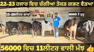 ਤੋਕੜ ਗਭਣ, ਸਜਰ ਵੈੜਆ ਜਾਇਜ ਰੇਟ। cows and Buffalo for sale/singh dairy farm/8-2-25