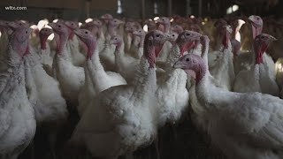 Sumter teens cause over 200 turkeys to die