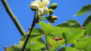 Rare White Semal(Bombax ceiba)Tree.सफ़ेद सेमल।