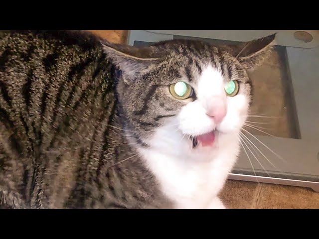 Angry Cats Hissing