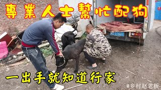 黑狼犬配狗全过程：专业人士现场帮忙，没想到一次就成功！