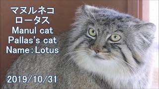 マヌルネコ ロータス 埼玉県こども動物自然公園 Manul cat Pallas's cat at Saitama Children's zoo