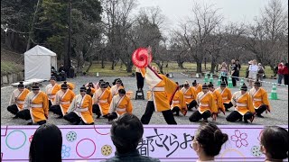 京炎そでふれ！京躍華 「澄澪」  京都さくらよさこい2024 1日目 二条城会場