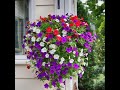 petunias petunia flower creative planter ideas