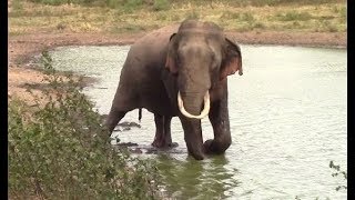 Injured huge tusker !