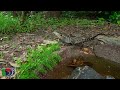 eastern water dragon feasting on worms