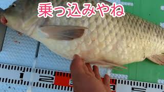 鯉の紀州釣り・淀川　乗っ込み第２弾