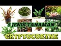 5 Jenis Tanaman Cryptocoryne