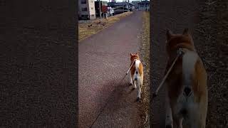 平和な鳩と柴犬(Peaceful dove and Shiba Inu)