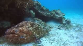 You can harvest top-quality grouper by setting up a simple fishing hook, and the price of tiger s...