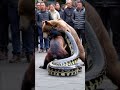 Grizzly bear fights giant python, everyone just stands and watches, no one helps