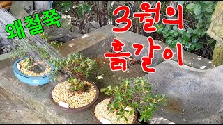 철쭉분재 3월의 흙갈이,분갈이!!  bonsai さっき盆栽