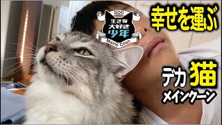 【メインクーン】大型猫がゴロゴロ音を出す時