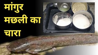 मांगुर मछली का चारा || मांगुर मछली का चारा बनाने का तरीका || mangur fish bait in hindi