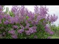 This is the best time of year to prune your lilacs