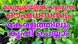 അറബികളുടെ പ്രിയ സാലഡ് ഗുണങ്ങൾ അറിഞ്ഞാൽ ഞെട്ടിപ്പോകും jerjeer plant