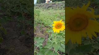 Sunflower Garden/சூரியகாந்தி பூ தோட்டம்/ 🌻🌻Pongal special♥️#viralvideo #shots #trending #nature