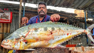 KASIMEDU 🔥 SPEED SELVAM | HUGE QUEEN TRAVELLY FISH CUTTING VIDEO | 4K VIDEO | KM FISH CUTTING