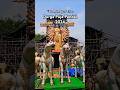 2024 Durga Puja Pandal Jamshedpur Telco #shots #ytshorts #durgapuja #2024