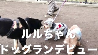 ドッグランデビューしたヨーキー Yorkie Pup at Dog Park (Yorkshire Terrier, Lulu)