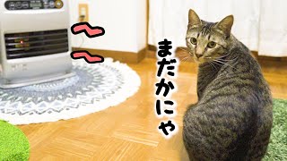 お留守番してた寒がり猫達にファンヒーター点けたらこうなりました