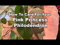 Caring For Your Pink Princess Philodendron | All You Need To Know