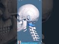 Visual Anatomy 3D -  Facts about the Atlas C1 - vertebrae