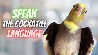 How to Understand Your Cockatiel Better