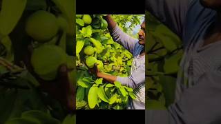 Common GUAVA l how to fertilize GUAVA plant how to gro GUAVA l part 1