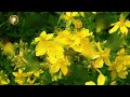 Зверобой🌞Матрица Гаряева💎st. john s wort🌞garyaev s matrix