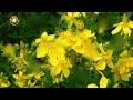 Зверобой🌞Матрица Гаряева💎st. john s wort🌞garyaev s matrix