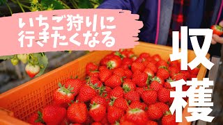 思わずいちご狩りに行きたくなる！美味しいイチゴの収穫。PICKING STRAWBERRIES