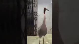 देखते ही बावला हुआ सारस 😱 !! crane birds happy arif dosti #shorts #shortsyoutube