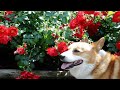 rose バラ 綾瀬市城山公園 20110524 goro@welsh corgi