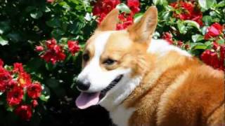 Rose / バラ 綾瀬市城山公園 20110524 Goro@Welsh corgi