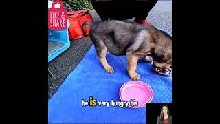 Rescuing a Starving Puppy Hidden Beneath the Trash #puppyrescue #rescuedandloved #strayanimals