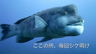 Diving Vlog 館山 西川名 202412d【4K】ここの所、毎回シケ明け