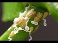 Check your citrus trees for Asian citrus psyllid