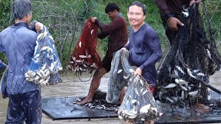 หว่านแหปลาน้ำแดง เต็มแห อะยะ  Catching fish by casting net in Thailand.